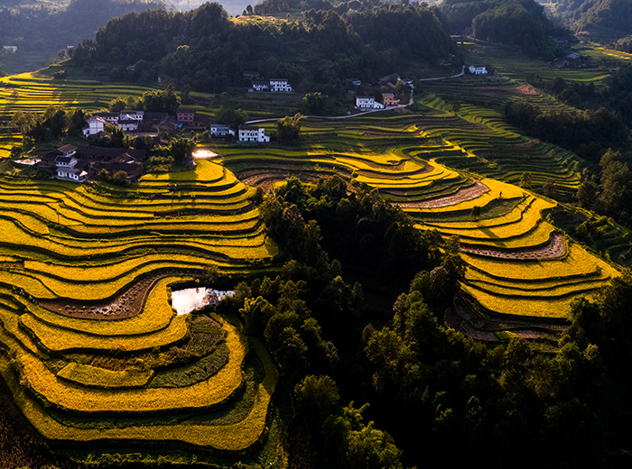 《金色乡村》