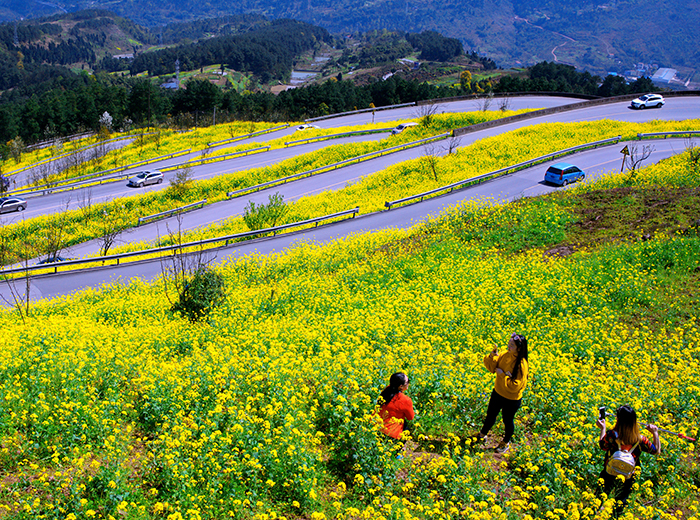 《山道弯弯菜花黄》