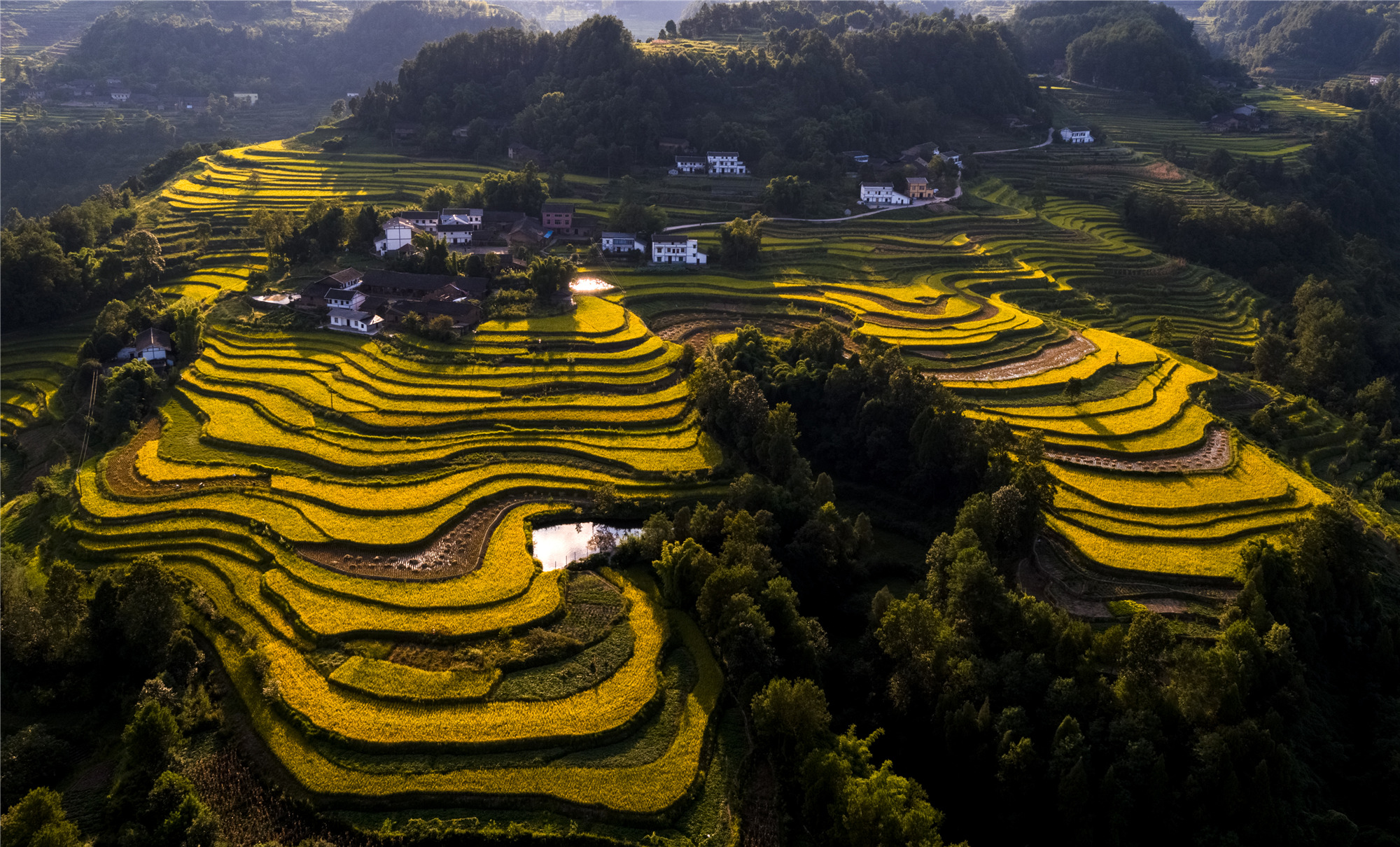 《金色乡村》