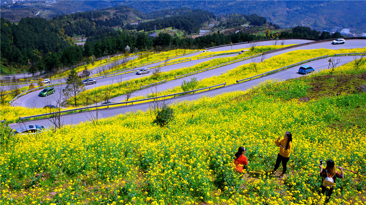 《山道弯弯菜花黄》