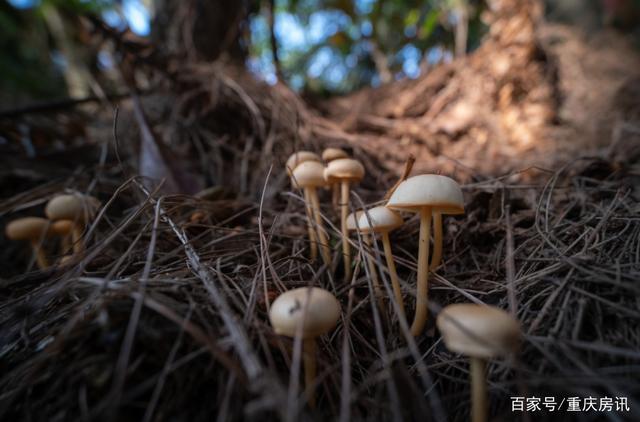 雨后，我走进了横山