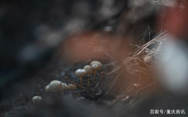 雨后，我走进了横山